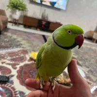 طوطی ملنگو رام سخنگو خیلی کم حرف میزنه