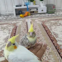 عروس پاریس