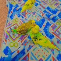 3 تا مرغ عشق بازیگوش و خوش صدا