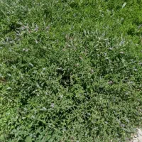 عرق نعناع محلی