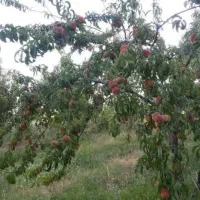 زمین باغ زیر قیمت منطقه