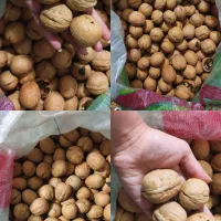 تک و عمده در تعداد بالا موجوده