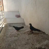 کبوتر ذاغ آبادانی
