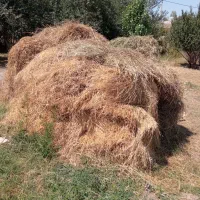 علوفه باغی