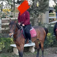 اسب پرشی حرفه ای