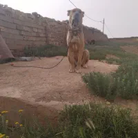 ماده سرابی