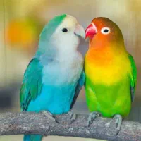 انواع رنگ کوتوله برزیلی