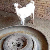 بز صلاله جوان ابستن دو ماه