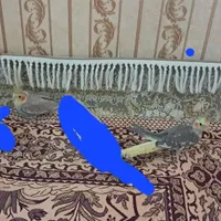 دو تا عروس هلندی سالم و سرحال بازی گوش|پرنده|قوچان, |دیوار