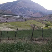 برنج پیش فروش