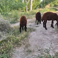 ۳تا بره ماده