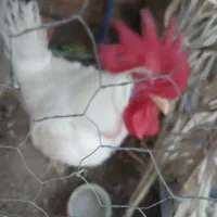 مرغ خروس