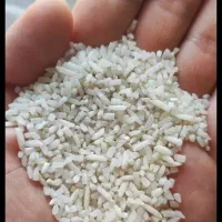 نیم دانه برنج هاشمی گیلان