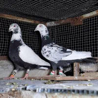 کبوتر‌طاووس سینه‌مشهدی‌بزک‌چتن‌ابلغ