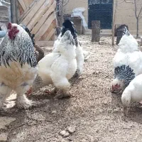 تخم مرغ برهما لایت