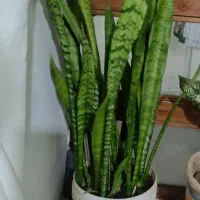 گل طبیعی|گل و گیاه طبیعی|ایلام, |دیوار