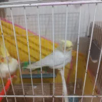 عروس هلندی