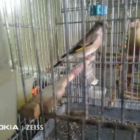 چهار عدد سهره2تارسمی2تاکرمانی همه نر،تخفیفیم داره