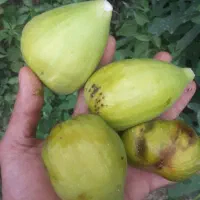 نهال انجیر گلابی گلدانی آماده انتقال به زمین