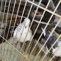 کفتر|پرنده|فسا, |دیوار