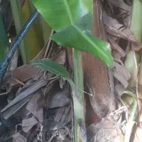 نهال موز چابهار