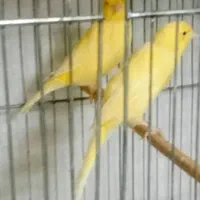 قناری ‌معاوضه