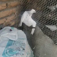 کفتر صید
