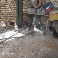 پرنده
