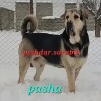 واگزاری سگ عراقی