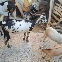 نری سومالی فروشی هست قمیت ۳۲