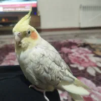 عروس هلندی