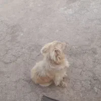 سگ پاکوتاه