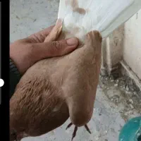 کفتر پرشی