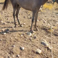 کره مادیون