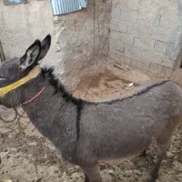 دوعدد بچه الاغ