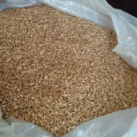 گندم ساجی ریژاو
