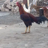 .مرغ خروس.