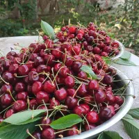 گیلاس تکدانه شهرستانک البرز کیلو ۲۵۰