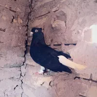 کبوتر زاغ دم سفید و سینه سیاه