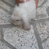 خرگوش لپ