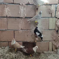 ۵تاکفتر خوشگل نر پرشی