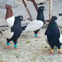 کبوتر سینه سیاه سینه سرخ کفتر