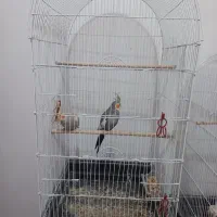 عروس هلندی حرف زن. نر و ماده