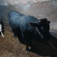 کله گاو برای قربانی