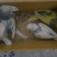 چهار‌عدد‌جوجه‌مرغ‌عشق ‌مناسب‌برای‌دستی‌کردن