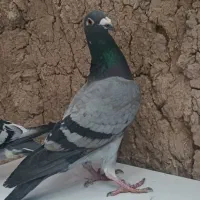 کفترپلاکی ذات عالی