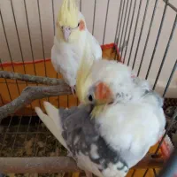 یک جفت عروس هلندی