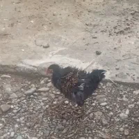 جوجه پریشان وزیببا