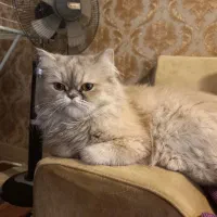 واگذاری گربه