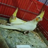 معاوضه لوتینو تازه دونخور با آلبینو